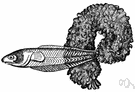 Pearlfish - found living within the alimentary canals of e.g. sea cucumbers or between the shells of pearl oysters in or near shallow seagrass beds