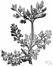 fumewort - delicate European herb with greyish leaves and spikes of purplish flowers