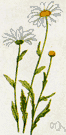 Leucanthemum maximum - similar to oxeye daisy
