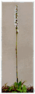 helleborine - any of several small temperate and tropical orchids having mottled or striped leaves and spikes of small yellowish-white flowers in a twisted raceme