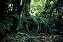 family Rhizophoraceae - trees and shrubs that usually form dense jungles along tropical seacoasts