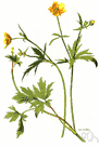 genus Ranunculus - annual, biennial or perennial herbs: buttercup
