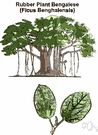 rubber plant - large tropical Asian tree frequently dwarfed as a houseplant