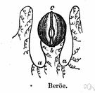 Beroe - delicately iridescent thimble-shaped ctenophores