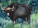 tribe synercus - Cape buffalo