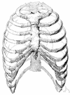 chest cavity - the cavity in the vertebrate body enclosed by the ribs between the diaphragm and the neck and containing the lungs and heart