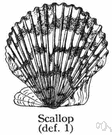 sea scallop - muscle of large deep-water scallops