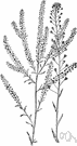 genus Lepidium - cosmopolitan genus of annual and biennial and perennial herbs: cress