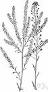 Lepidium - cosmopolitan genus of annual and biennial and perennial herbs: cress