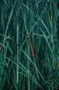 Johnson grass - tall perennial grass that spreads by creeping rhizomes and is grown for fodder