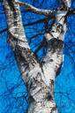 birch tree - any betulaceous tree or shrub of the genus Betula having a thin peeling bark