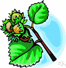 Corylus avellana - small nut-bearing tree much grown in Europe