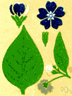 veronica - any plant of the genus Veronica