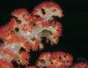 Alcyonacea - comprising the soft corals