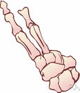 vertebrate foot - the extremity of the limb in vertebrates