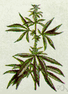 Cannabis sativa - a strong-smelling plant from whose dried leaves a number of euphoriant and hallucinogenic drugs are prepared