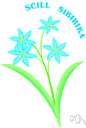 squill - an Old World plant of the genus Scilla having narrow basal leaves and pink or blue or white racemose flowers