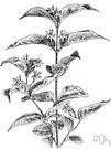genus Diervilla - small genus of low deciduous shrubs: bush honeysuckles