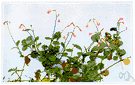 Linnaea - one species: twinflower