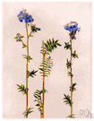 Polemonium caeruleum - pinnate-leaved European perennial having bright blue or white flowers
