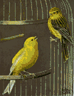 canary - any of several small Old World finches