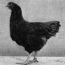 Rhode Island Red - American breed of heavy-bodied brownish-red general-purpose chicken