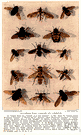 dipteran - insects having usually a single pair of functional wings (anterior pair) with the posterior pair reduced to small knobbed structures and mouth parts adapted for sucking or lapping or piercing