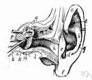 acoustic meatus - either of the passages in the outer ear from the auricle to the tympanic membrane