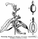 oleaster - any of several shrubs of the genus Elaeagnus having silver-white twigs and yellow flowers followed by olivelike fruits
