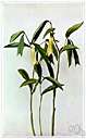 bellwort - any of various plants of the genus Uvularia having yellowish drooping bell-shaped flowers