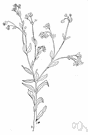 flowering spurge - common perennial United States spurge having showy white petallike bracts