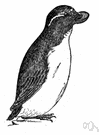 auklet - any of several small auks of the northern Pacific coasts