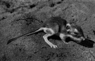 Dipodomys - kangaroo rats