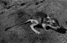 genus Dipodomys - kangaroo rats