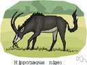 genus Hippotragus - sable antelopes