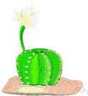 cactus - any succulent plant of the family Cactaceae native chiefly to arid regions of the New World and usually having spines