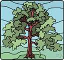 blackwood tree - any of several hardwood trees yielding very dark-colored wood