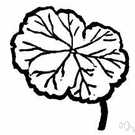 crenate leaf - a leaf having a scalloped margin