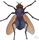 blowfly - large usually hairy metallic blue or green fly