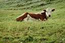 bed ground - an area on which a drove of cattle or sheep can sleep for a night