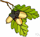 acorn - fruit of the oak tree: a smooth thin-walled nut in a woody cup-shaped base