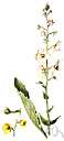 verbascum - genus of coarse herbs and subshrubs mostly with woolly leaves