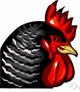 rooster - adult male chicken
