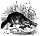 platypus - small densely furred aquatic monotreme of Australia and Tasmania having a broad bill and tail and webbed feet