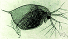 daphnia - minute freshwater crustacean having a round body enclosed in a transparent shell