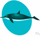 porpoise - any of several small gregarious cetacean mammals having a blunt snout and many teeth