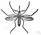 culex - type genus of the Culicidae: widespread genus of mosquitoes distinguished by holding the body parallel to the resting surface