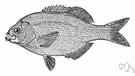 Toxotidae - archerfishes