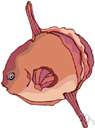 Headfish - among the largest bony fish