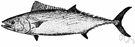 bonito - flesh of mostly Pacific food fishes of the genus Sarda of the family Scombridae